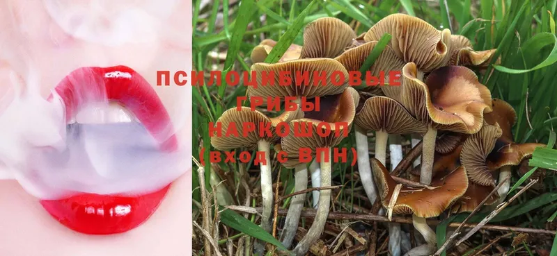 Галлюциногенные грибы Magic Shrooms  продажа наркотиков  Новодвинск 